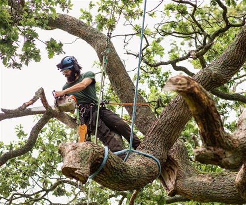 Tree Removal Services & Why It's Essential