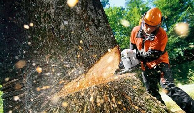 Meet The Expert Tree Removal Services With Olympian Landscaping Onlinetradesmen The Home Of Qualified Tradesmen Blog